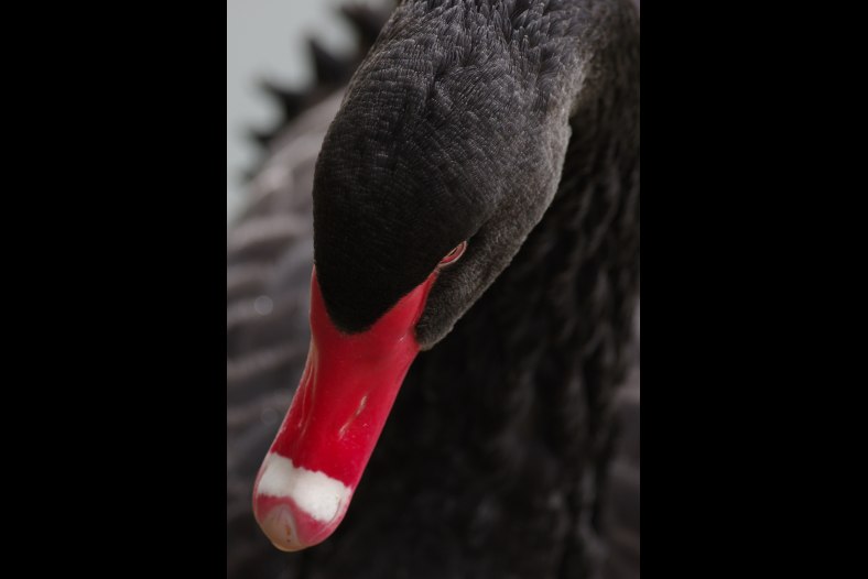 Cygne noir